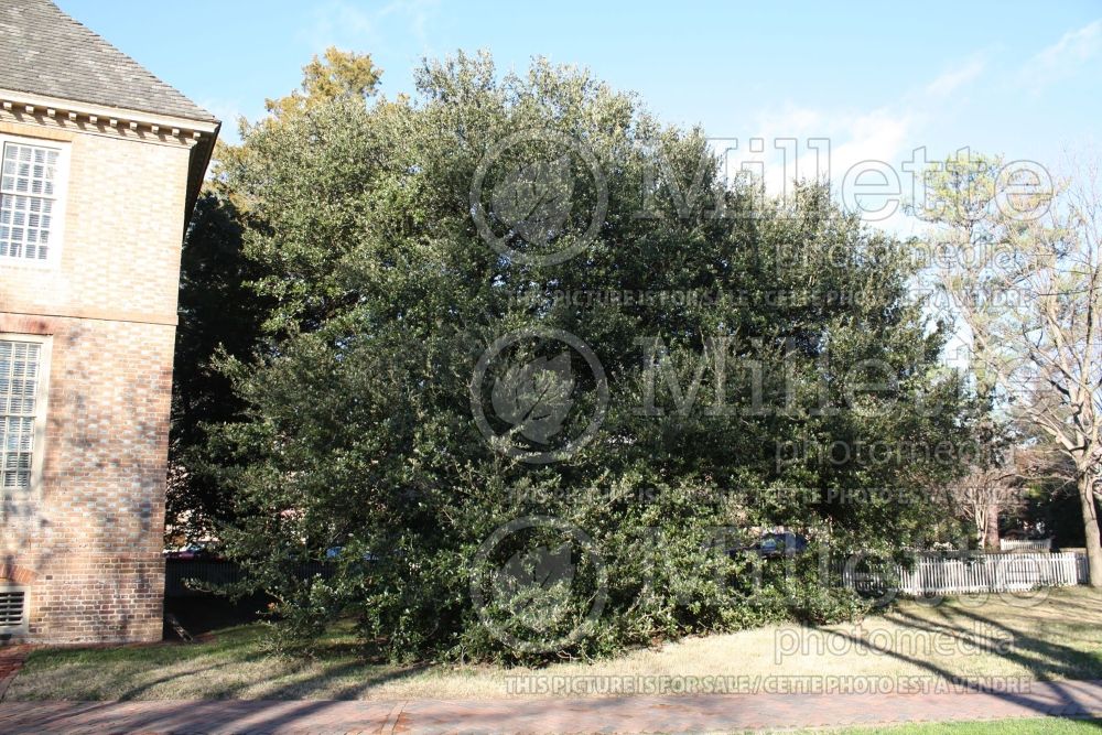 Quercus virginiana (Live oak) 12 