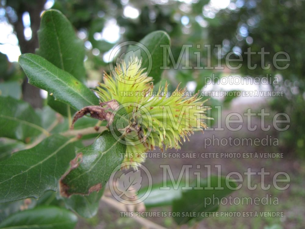 Quercus virginiana (Live oak) 13 