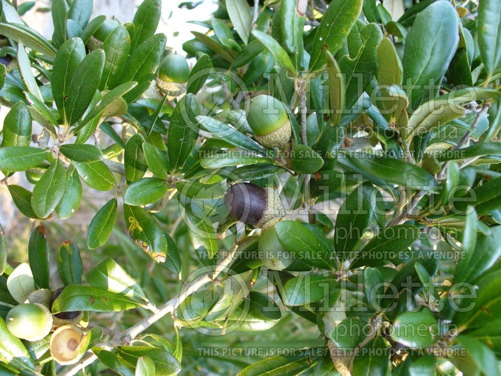 Quercus virginiana (Live oak) 15 