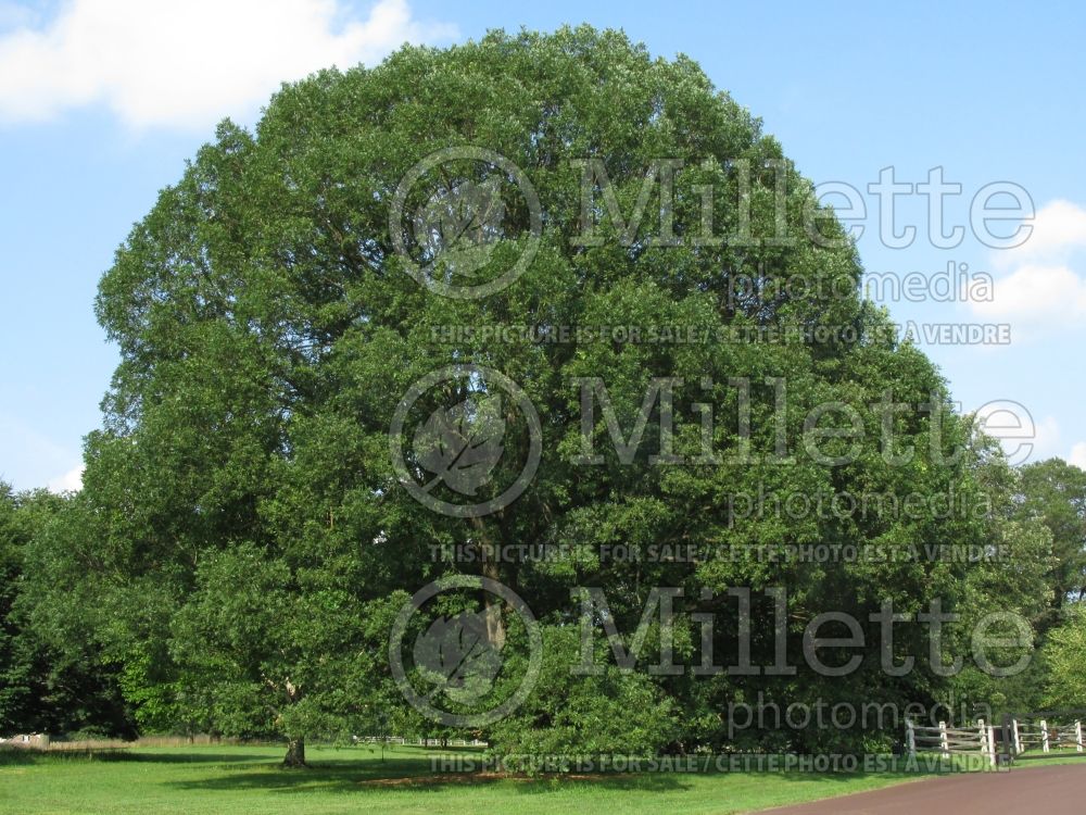 Quercus alba (White Oak) 11 