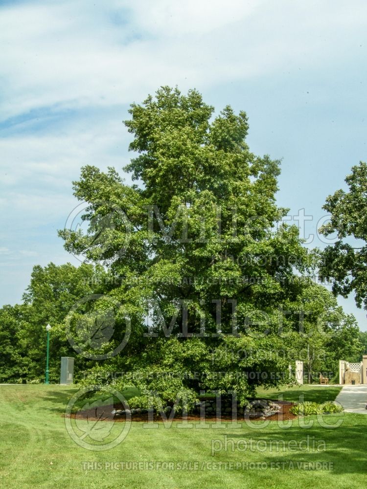 Quercus coccinea (Scarlet oak) 10 