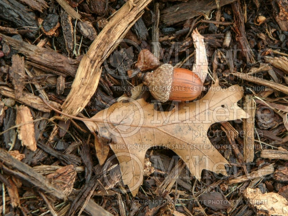 Quercus coccinea (Scarlet oak) 12 