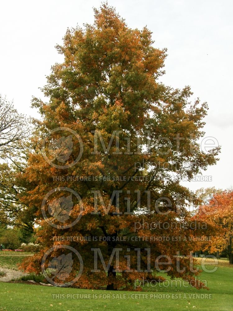 Quercus coccinea (Scarlet oak) 11 