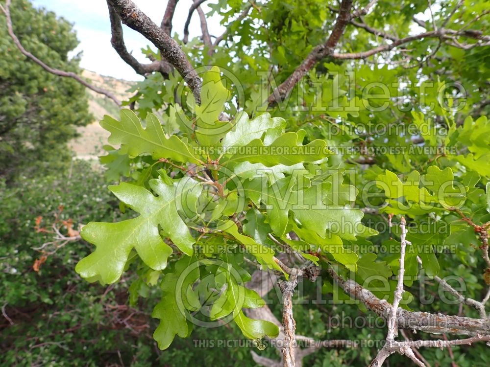 Quercus gambelli (Gambel oak) 1 