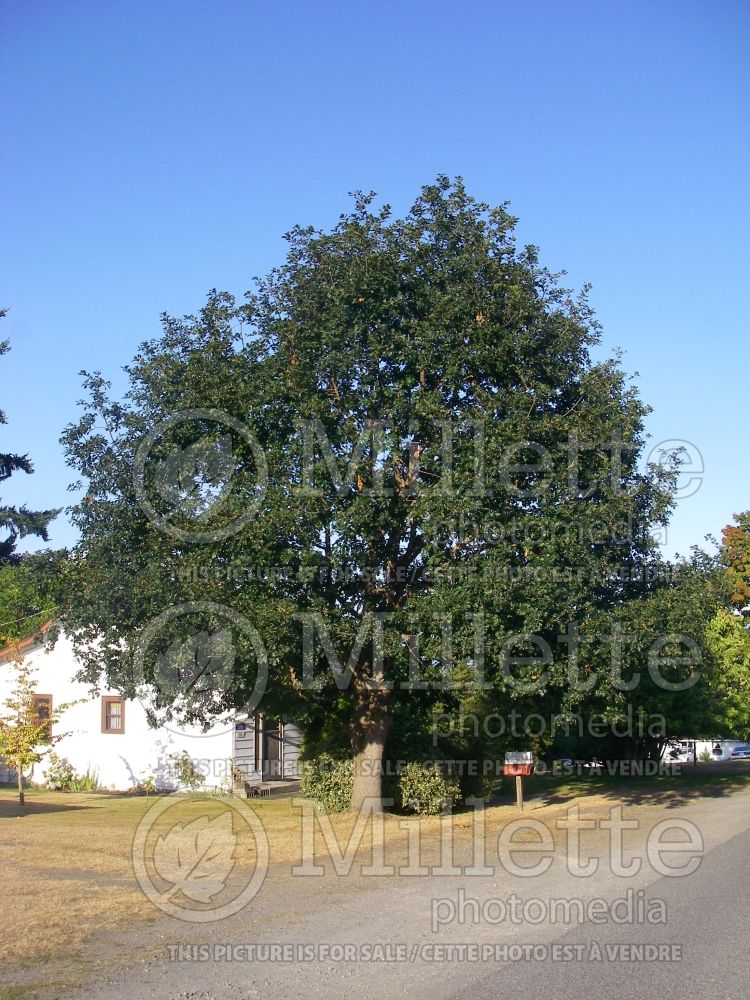 Quercus garryana (Garry Oak) 1