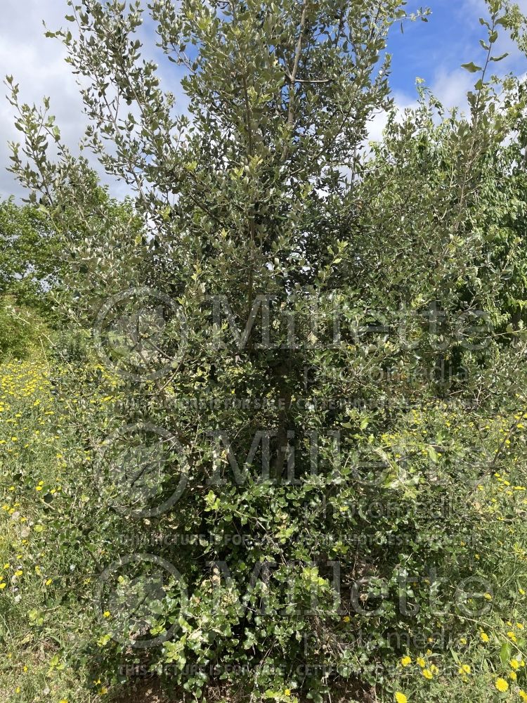 Quercus ilex (Holly oak) 2