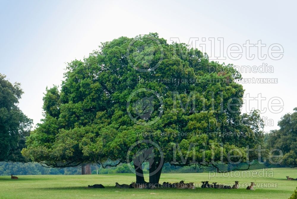 Quercus ilex (Holly oak) 1
