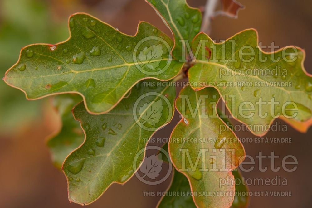 Quercus ilicifolia (bear oak or scrub oak) 2 