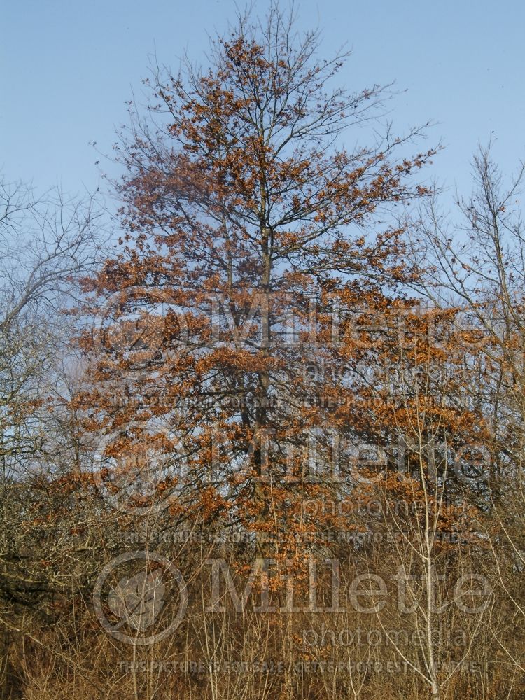 Quercus palustris (Pin oak) 7 