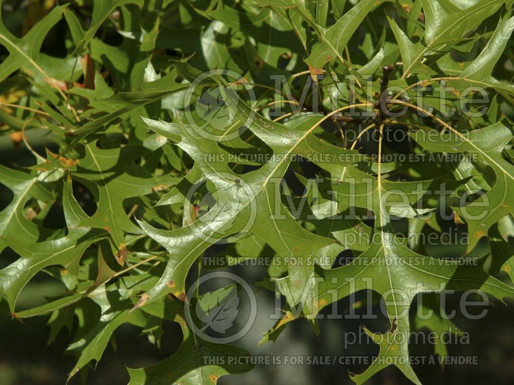 Quercus palustris (Pin oak) 9