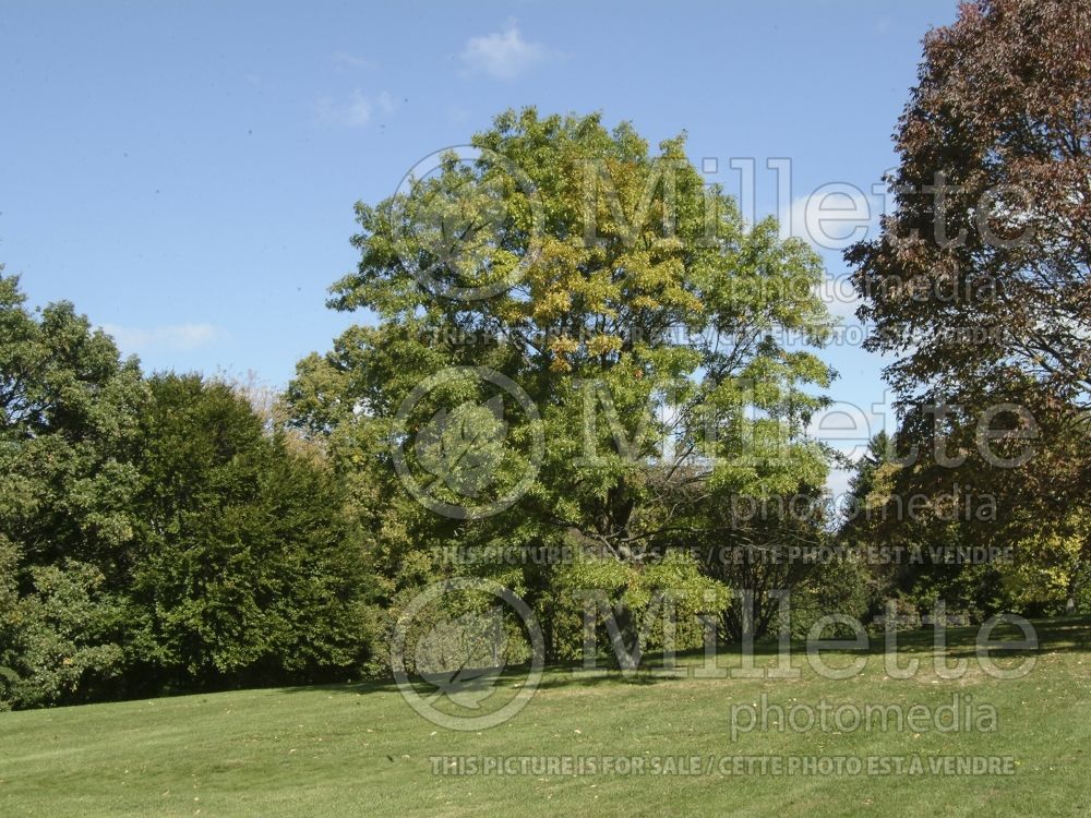 Quercus palustris (Pin oak) 8 