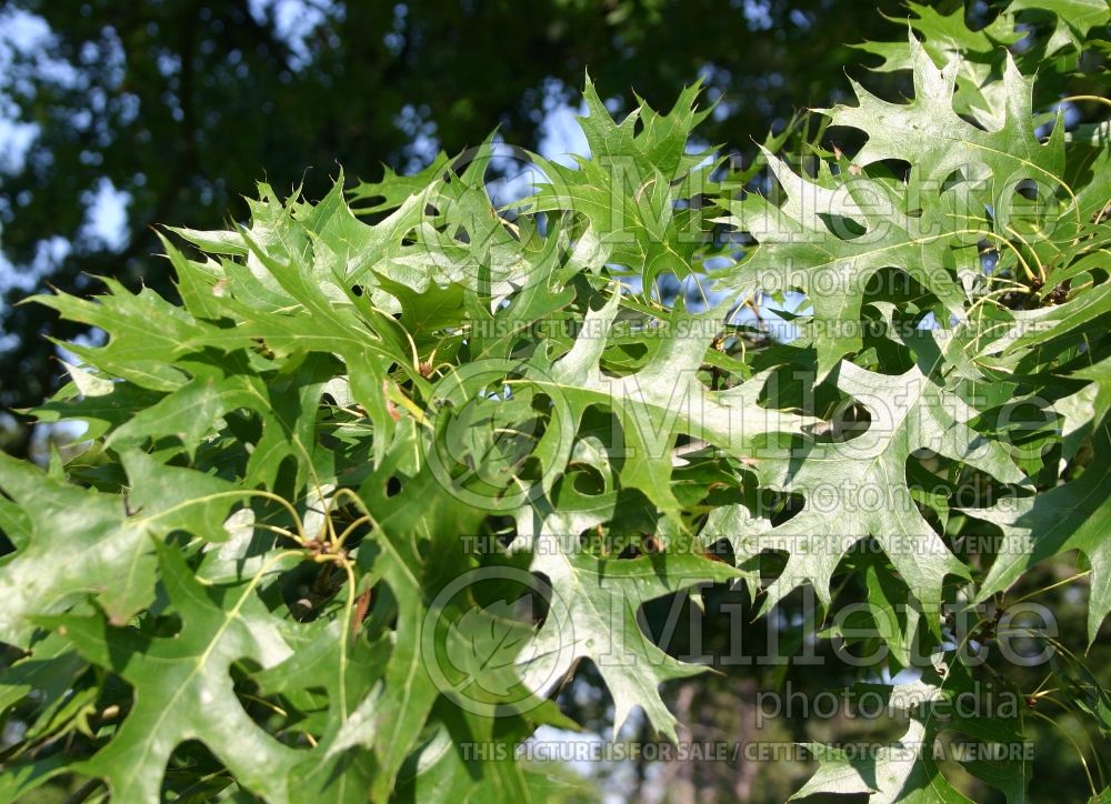 Quercus palustris (Pin oak) 11