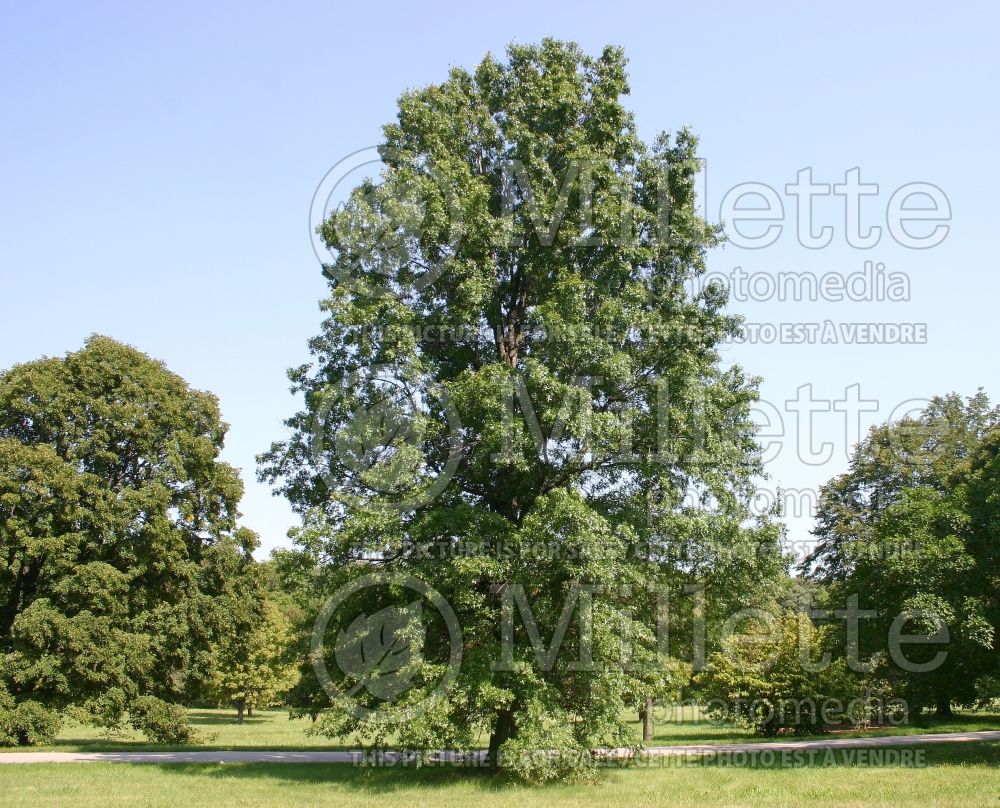 Quercus palustris (Pin oak) 12