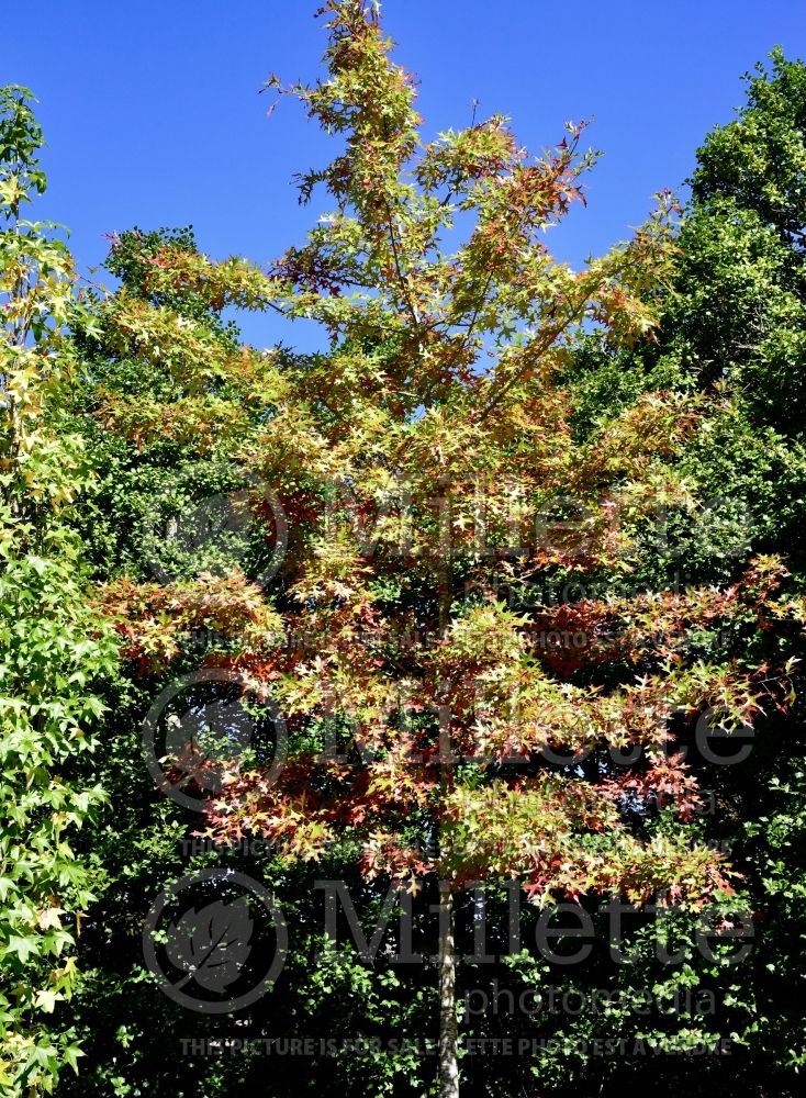 Quercus rubra (Northern red oak) 5 