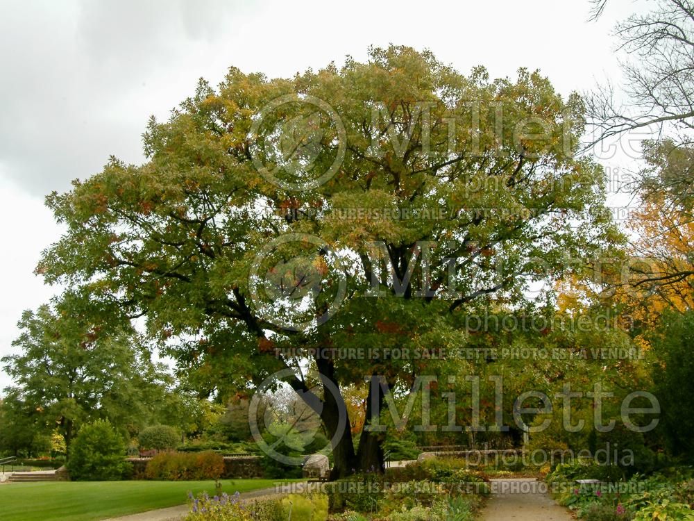 Quercus rubra (Northern red oak) 6