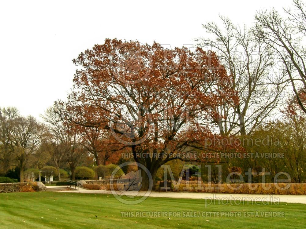 Quercus rubra (Northern red oak) 8