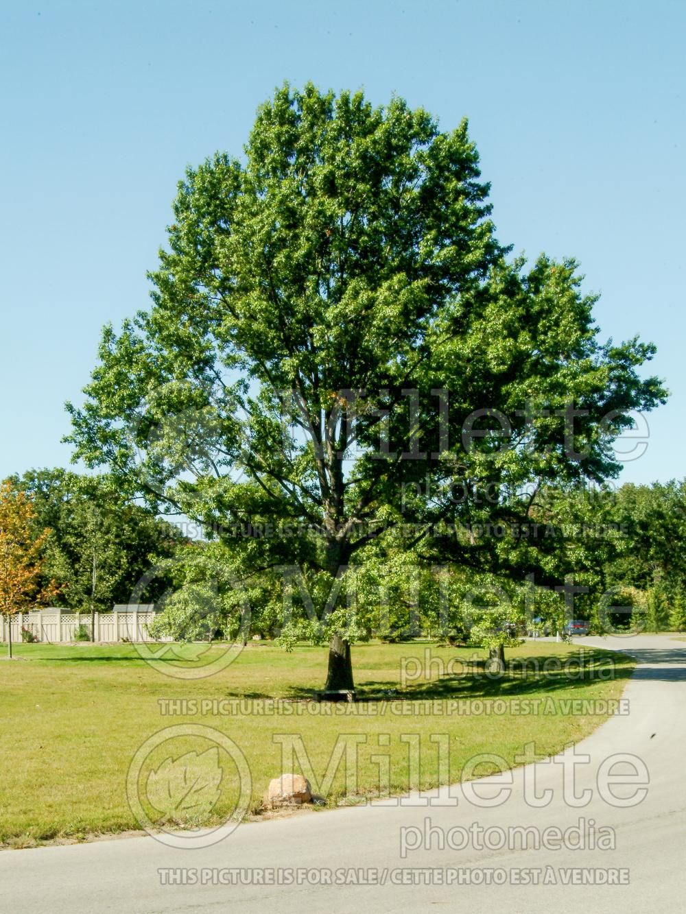 Quercus rubra (Northern red oak) 7