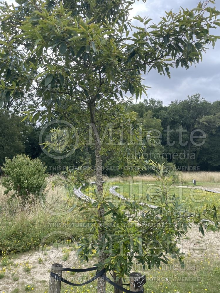 Quercus variabilis (Cninese cork oak) 1