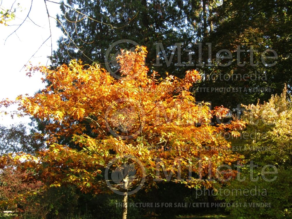 Quercus velutina (black oak) 7 