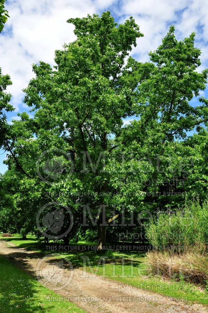 Quercus acutissima (sawtooth oak) 2 