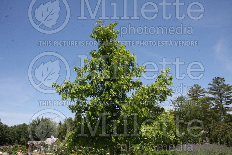 Quercus alba (White Oak)  2