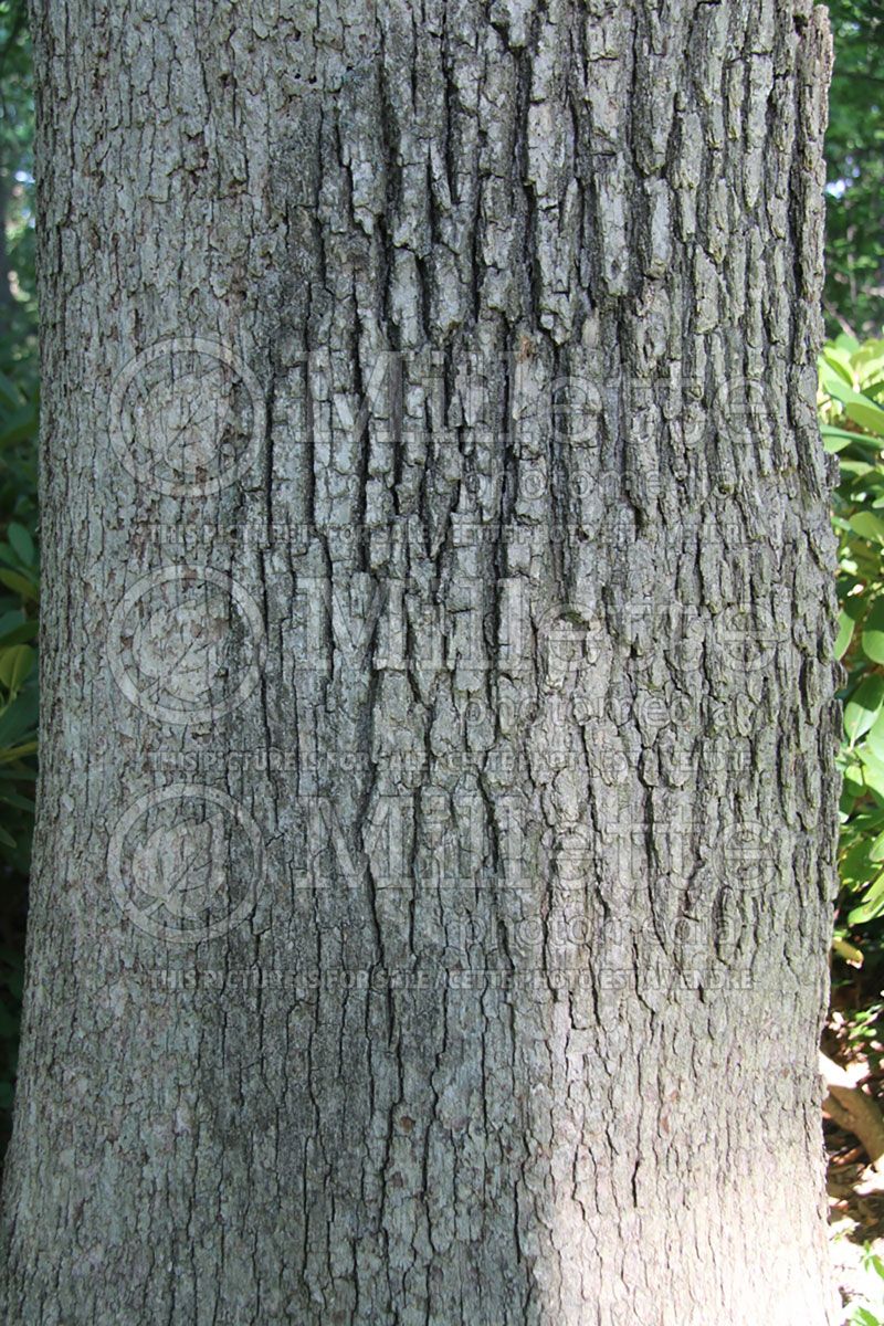 Quercus alba - bark (White Oak)  1