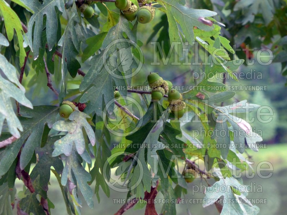 Quercus alba (White Oak) 9 