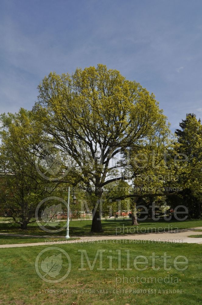 Quercus bicolor (swamp white oak) 1 