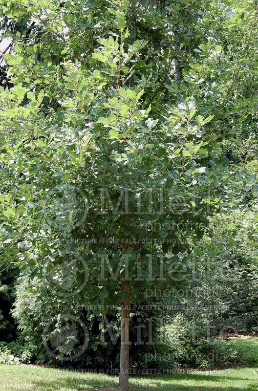 Quercus bicolor (swamp white oak) 4 