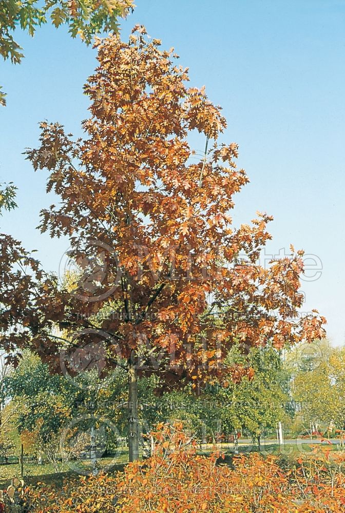 Quercus borealis (Northern Red Oak) 1 