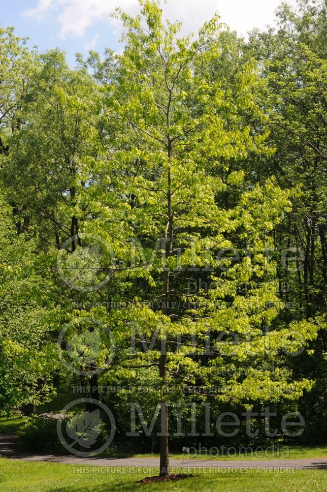 Quercus coccinea (Scarlet oak) 8 