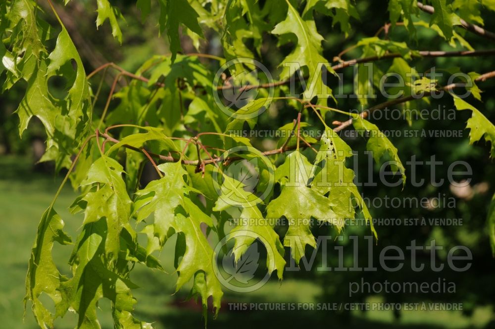 Quercus coccinea (Scarlet oak) 9 