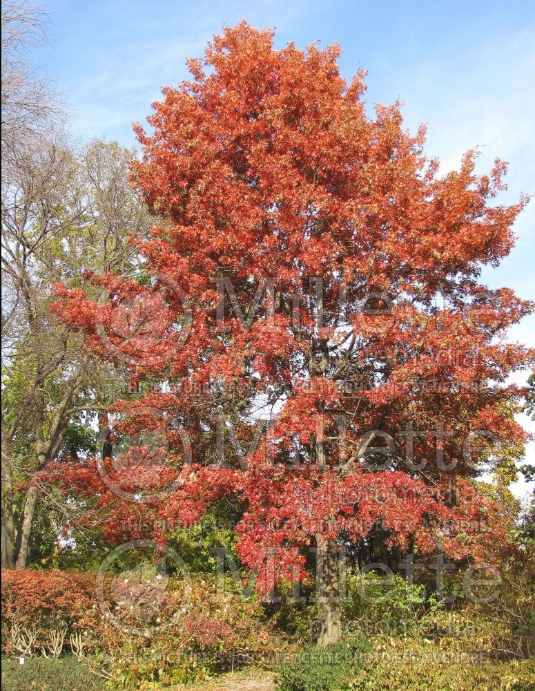 Quercus ellipsoidalis (northern pin oak – chêne) 2 