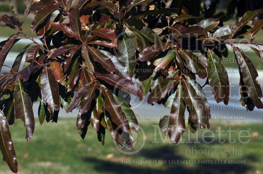 Quercus imbricaria (shingle oak) 1 