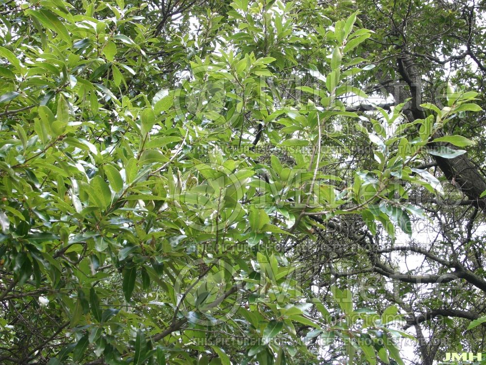 Quercus imbricaria (shingle oak) 2 