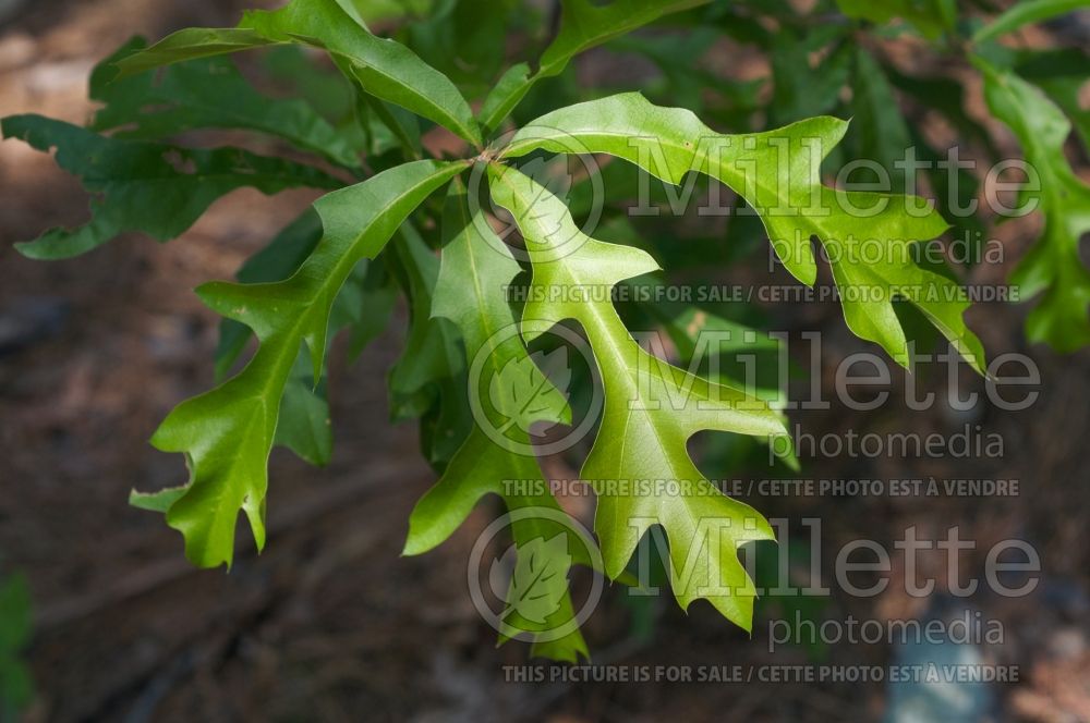 Quercus lyrata (overcup oak) 3