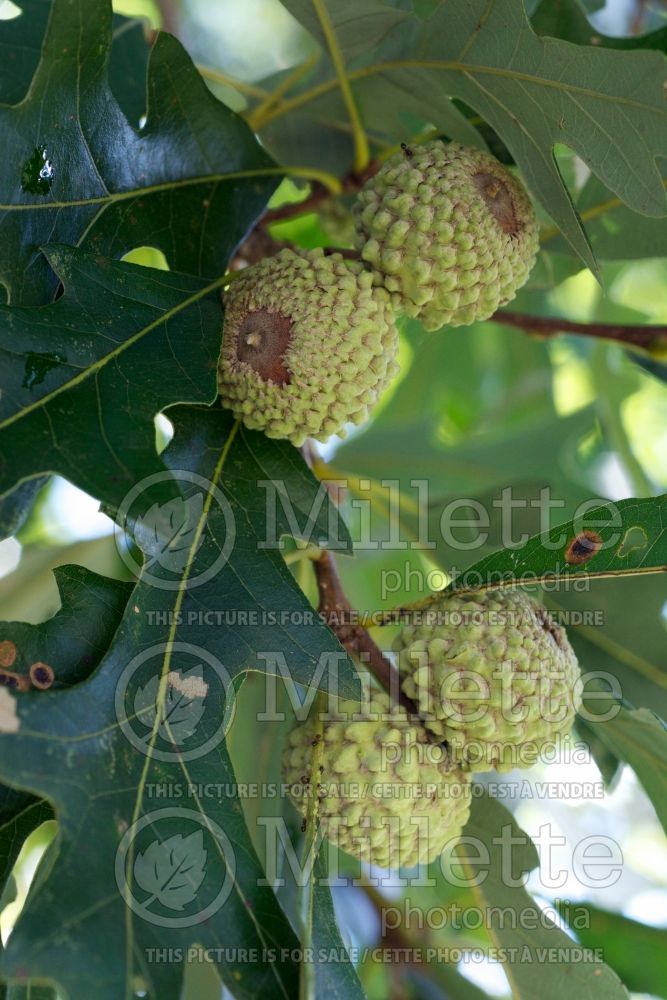 Quercus lyrata (overcup oak) 4