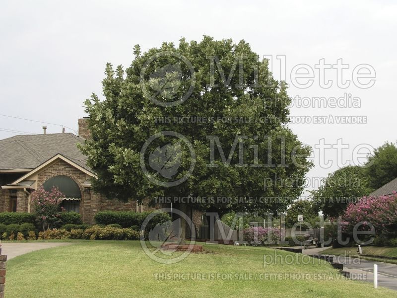 Quercus macrocarpa (bur oak) 5 