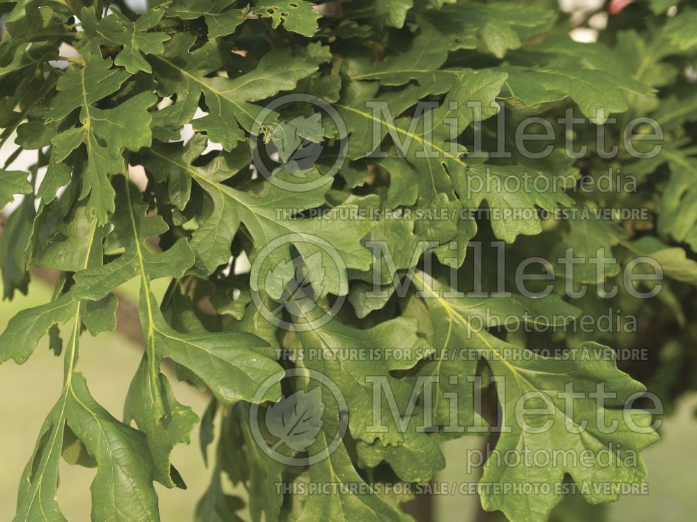 Quercus macrocarpa (bur oak) 8