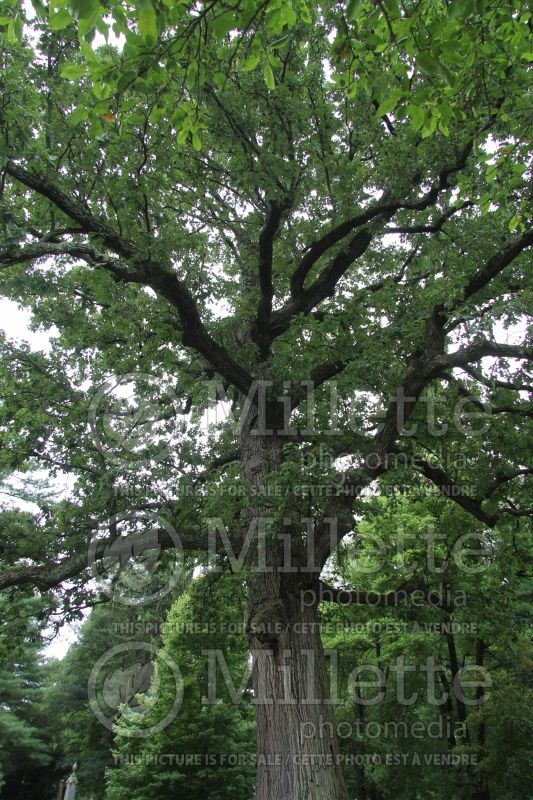 Quercus macrocarpa (bur oak) 1 