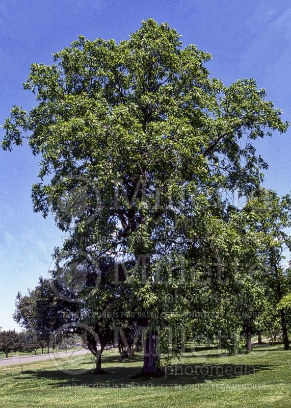 Quercus macrocarpa (bur oak) 2 