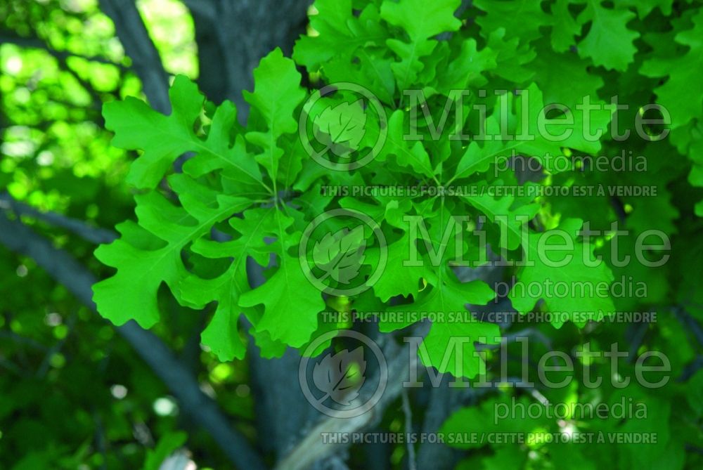 Quercus macrocarpa (bur oak) 9