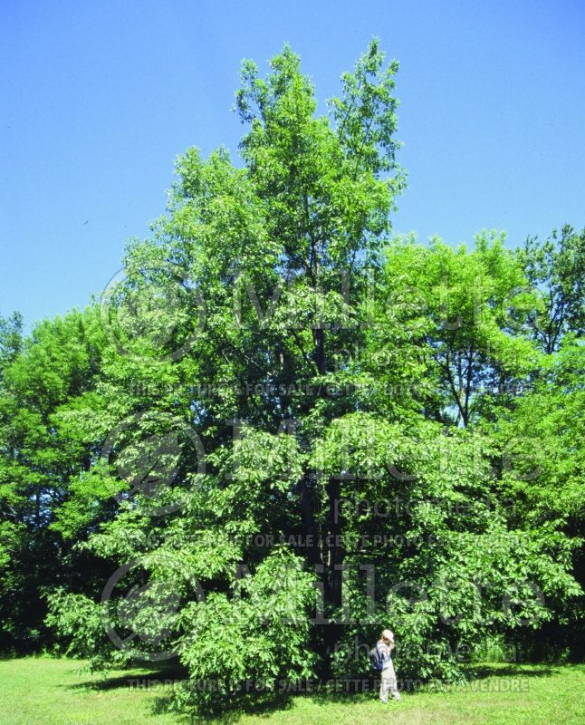 Quercus macrocarpa (bur oak) 3 