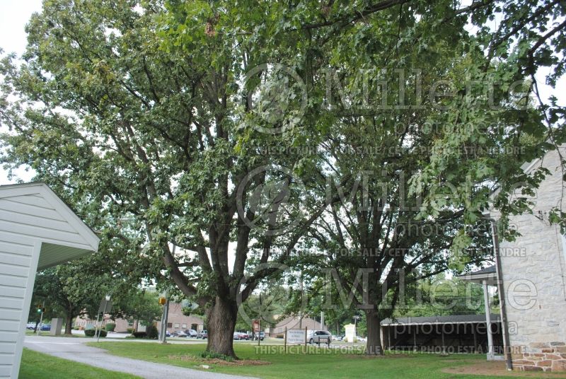 Quercus macrocarpa (bur oak) 4 