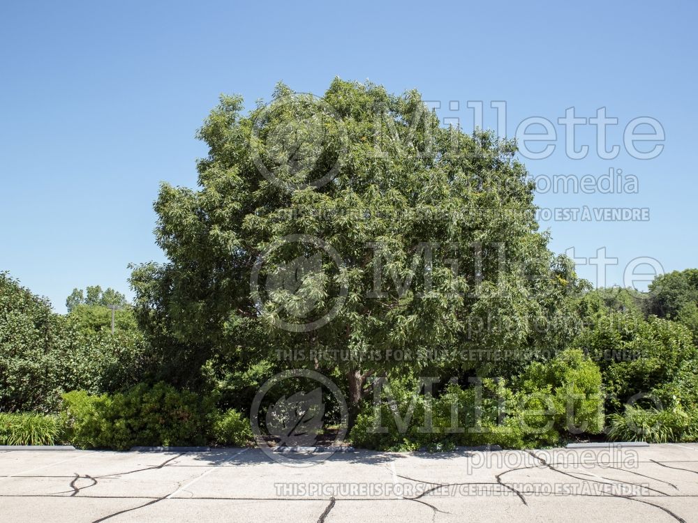 Quercus muhlenbergii (chinkapin or chinquapin oak) 1 