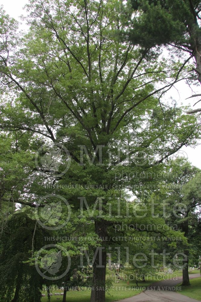 Quercus palustris (Pin oak) 1 