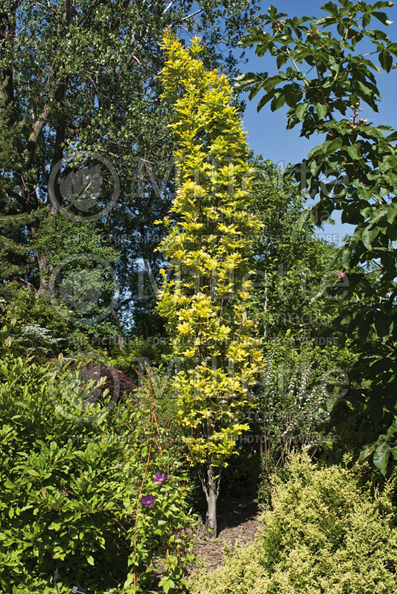 Quercus Green Pillar aka Pringreen (Pin oak) 1