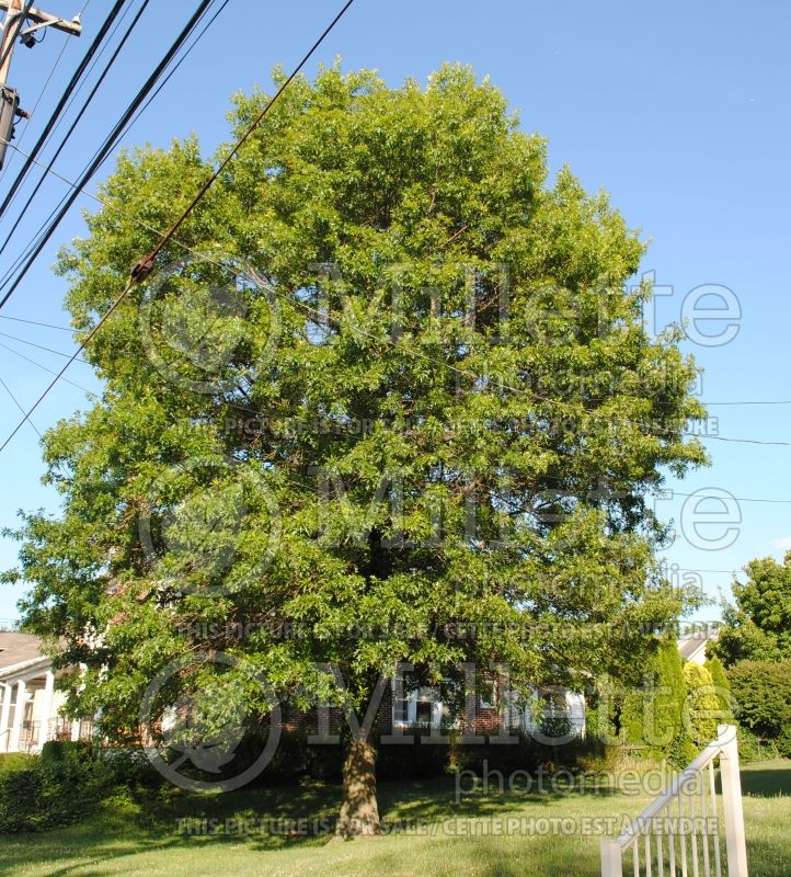 Quercus palustris (Pin oak) 2 