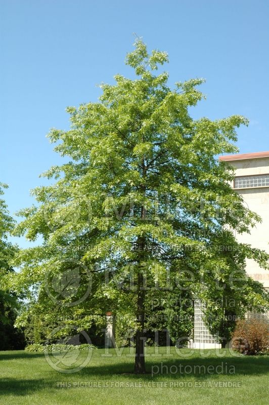 Quercus palustris (Pin oak) 5 