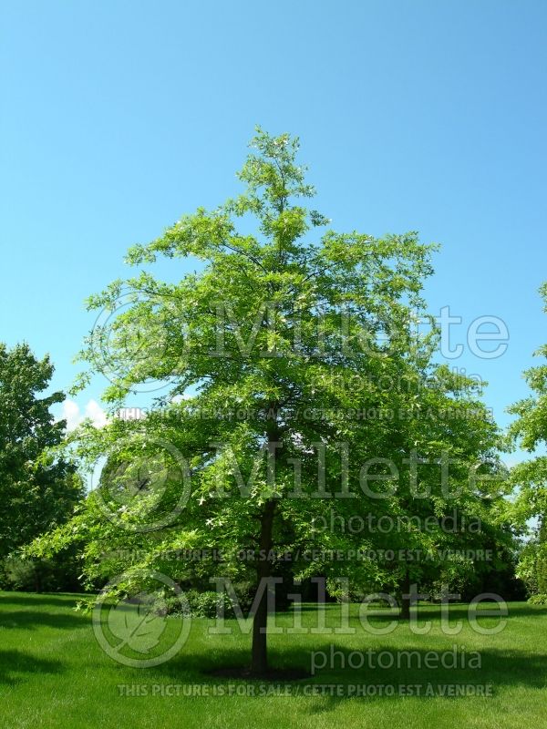 Quercus palustris (Pin oak) 6 